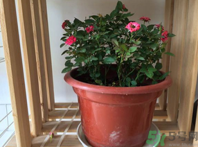 月季花可以放在室內嗎？月季花放在室內好嗎？