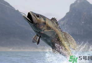 秋天釣魚用什么打窩？秋天釣鯉魚用什么打窩？