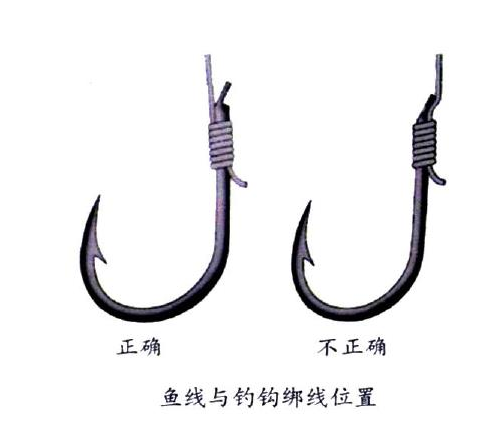 釣鯉魚用幾號鉤？釣鯉魚用什么鉤？