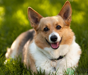 狂犬病的潛伏期最長多長？狗咬了會得狂犬病嗎？