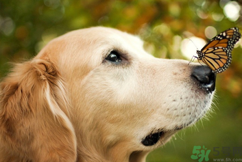 狂犬病的潛伏期最長多長？狗咬了會得狂犬病嗎？