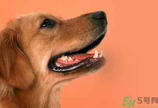 狂犬病的潛伏期最長多長？狗咬了會得狂犬病嗎？