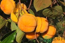柿子和香蕉能一起吃嗎？柿子和香蕉一起吃會中毒嗎？