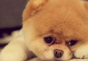 狂犬病的潛伏期最長多長？狗咬了會得狂犬病嗎？