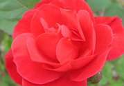 月季花可以放在室內(nèi)嗎？月季花放在室內(nèi)好嗎？