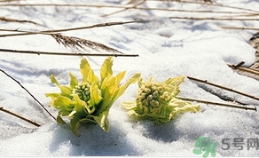 雪蓮花怎么吃？雪蓮花的功效作用