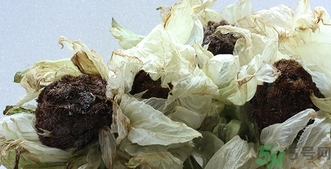 雪蓮花怎么吃？雪蓮花的功效作用