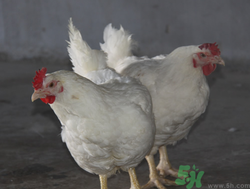肉雞多少錢一斤？肉雞價格行情