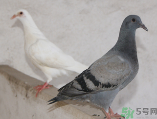 鴿子多少錢一只？鴿子多少錢一斤？