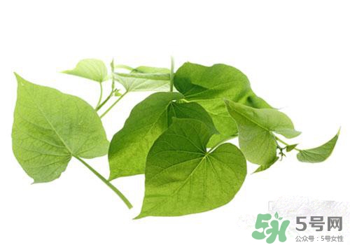 紅薯葉吃多了好嗎？紅薯葉吃多了會怎樣？