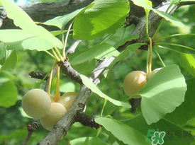吃白果會(huì)過(guò)敏嗎？吃白果過(guò)敏了怎么辦？