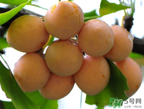 吃白果會(huì)過(guò)敏嗎？吃白果過(guò)敏了怎么辦？