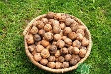 膽結(jié)石能吃核桃嗎？吃核桃能治膽結(jié)石嗎？