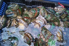 鮑魚能生吃嗎？鮑魚生吃對身體好嗎？