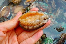 吃鮑魚要注意些什么？吃鮑魚會過敏嗎？