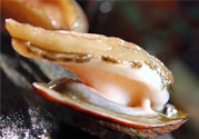男人吃鮑魚能補腎嗎？腎虛能吃鮑魚嗎？