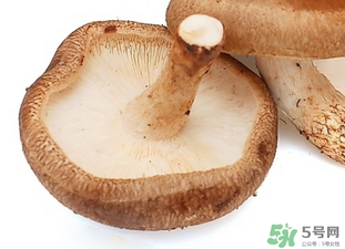 香菇根能吃嗎？香菇的根可以吃嗎？