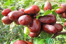 吃紅棗不能補(bǔ)血嗎？紅棗亂吃不但不能補(bǔ)血