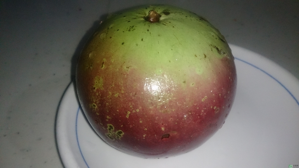牛奶果怎么吃？牛奶果的功效與作用