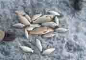 立冬釣魚(yú)如何防止小魚(yú)鬧窩？立冬前后怎樣釣魚(yú)？