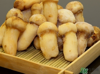 松口蘑的營養(yǎng)價(jià)值 松口蘑的功效作用