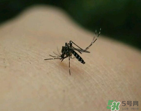 冬天有蚊子嗎？為什么冬天還有蚊子？