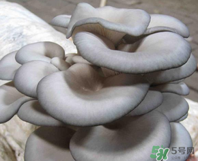 平菇可以放冰箱嗎？平菇在冰箱可以放幾天？
