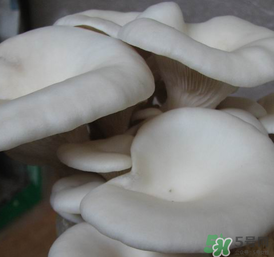 平菇可以放冰箱嗎？平菇在冰箱可以放幾天？