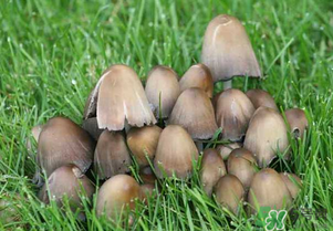 草菇不能和什么一起吃？草菇和什么相克？