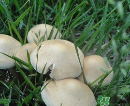 草菇不能和什么一起吃？草菇和什么相克？
