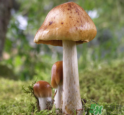 蘑菇可以放冰箱嗎？蘑菇放冰箱長毛了能吃嘛？