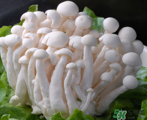 白玉菇孕婦能吃嗎？孕婦可以吃白玉菇嗎？