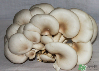 平菇怎么保存？平菇能放幾天？