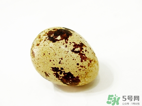 鵪鶉蛋不能和什么一起吃？鵪鶉蛋不能與什么同食？