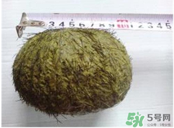 羊?qū)毷鞘裁?？羊?qū)殲槭裁催@么貴？