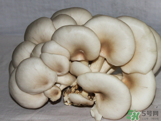 吃平菇有什么好處？平菇怎么做好吃？