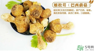 巴西蘑菇怎么吃？巴西蘑菇的作用與功效