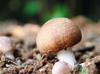 巴西蘑菇怎么吃？巴西蘑菇的作用與功效