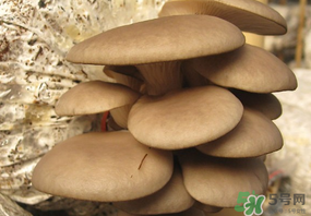 吃平菇會(huì)中毒嗎？平菇吃了會(huì)中毒嗎？
