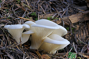 吃平菇會(huì)中毒嗎？平菇吃了會(huì)中毒嗎？