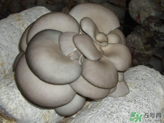 平菇是什么樣子？平菇是怎么長出來的？
