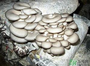 平菇是什么樣子？平菇是怎么長出來的？
