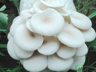 坐月子能吃平菇嗎？坐月子能不能吃平菇？