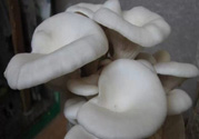 坐月子能吃平菇嗎？坐月子能不能吃平菇？