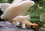 孕婦可以吃平菇嗎？孕婦吃平菇有什么好處？