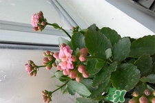 冬天種什么花好？冬天種什么花好養(yǎng)活？