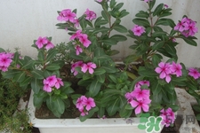 冬天種什么花好？冬天種什么花好養(yǎng)活？