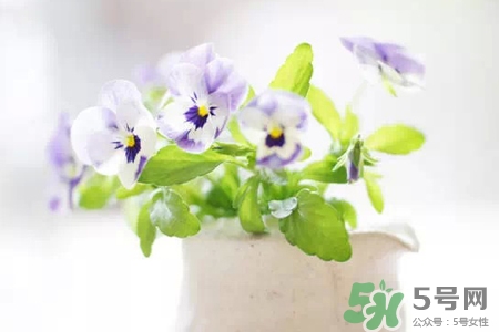 冬天種什么花好？冬天種什么花好養(yǎng)活？