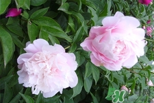 冬天種什么花好？冬天種什么花好養(yǎng)活？