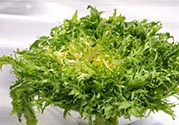 苦菊可以減肥嗎？苦菊怎么吃可以減肥？